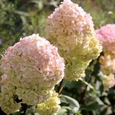 Гортензия метельчатая Ливинг Саммер Лав. (Hydrangea paniculata Living  Summer Love) С3 купить в интернет-магазине ЦВІТСАД с доставкой по Украине