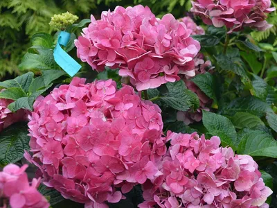 Hydrangea macrophylla Endless Summer Love Гортензия крупнолистная Эндлесс Саммер  Лав Новинка!