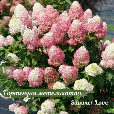 Гортензия крупнолистная Эндлесс Саммер Самер Лав Лила (Endless Summer  Summer Love Lila) купить в Киеве, цена — Greensad