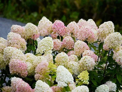 Гортензия метельчатая Саммер Лав Hydrangea paniculata Summer Love - купить  декоративные и хвойные растения с доставкой по Украине в магазине Добродар