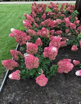 Hydrangea macrophylla 'Endless Summer/Love', Гортензия крупнолистая 'Эндлес  Самер Лав'