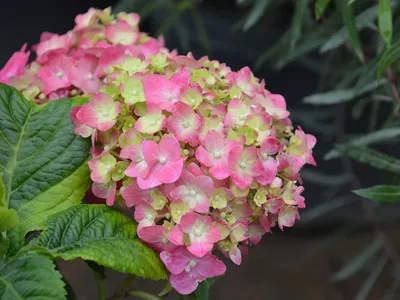 Гортензия метельчатая Кенди Лав /Саммер Лав / Hydrangea paniculata 'Living  Summer Love'