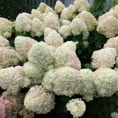 Hydrangea macrophylla 'Endless Summer/Love', Гортензия крупнолистая 'Эндлес  Самер Лав'