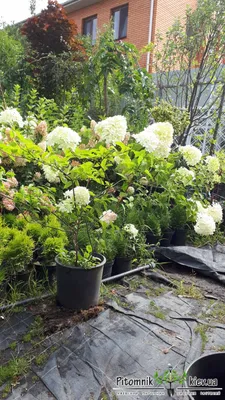 Гортензия метельчатая Сильвер доллар (Hydrangea paniculata Silver Dollar) –  Ваш сад