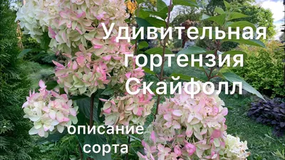 Гортензия метельчатая \"Skyfall\" (Контейнер 2,0л.)-Купить в  Санкт-Петербурге: фото и описание, отзывы, цена