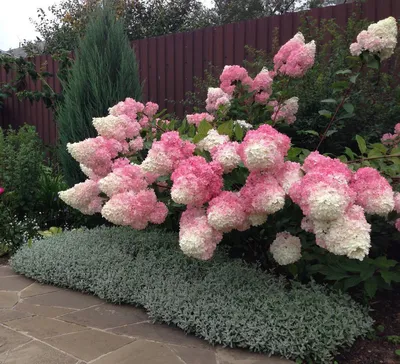 Гортензия метельчатая \"Ванилла Фрейз\" (Hydrangea paniculata 'Vanille  Fraise') | \"Кедр\" Питомник растений в СПб