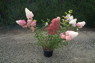 Гортензия метельчатая Ванилла Фрейз (Ванильно-Клубничная) (hydrangea  paniculata vanille fraise, Vanilla Strawberry)