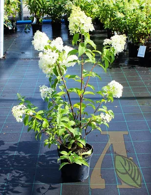 Саженец гортензии метельчатой \"Ванилла Фрайз\"/Hydrangea paniculata \"Vanille  Fraise\" C 20 — цена в Ижевске, купить в интернет-магазине, характеристики и  отзывы, фото