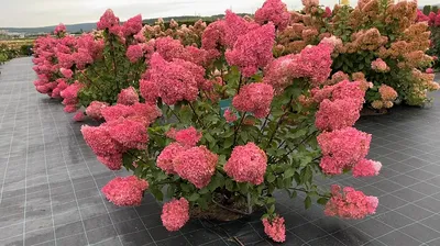 Гортензия метельчатая Ванилла Фрейз (Рени) Hydrangea paniculata Vanille  Fraise (Renhy) | Питомник Тайга