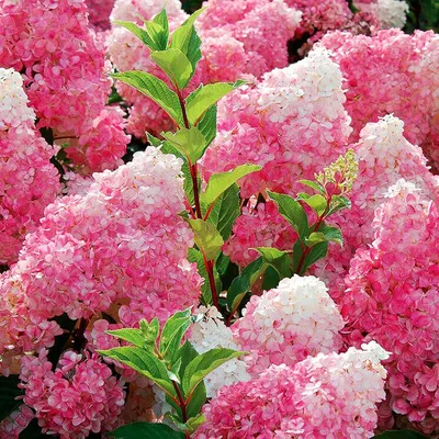 Гортензия метельчатая Ванилла Фрейз (Рени) Hydrangea paniculata Vanille  Fraise (Renhy) | Питомник Тайга