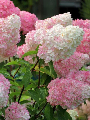 Гортензия метельчатая Ванилла Фрейз Hydrangea paniculate Vanille Fraise -  купить декоративные и хвойные растения с доставкой по Украине в магазине  Добродар