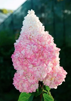 Гортензия метельчатая Ванилла Фрейз (Hydrangea Vanille Fraise) 15л, цена в  Санкт-Петербурге от компании Вилла-планта (садовый центр и питомник  растений, ландшафтное бюро)