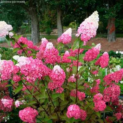 Гортензия метельчатая Ванилла Фрейз (Ванильно-Клубничная) (hydrangea  paniculata vanille fraise, Vanilla Strawberry)