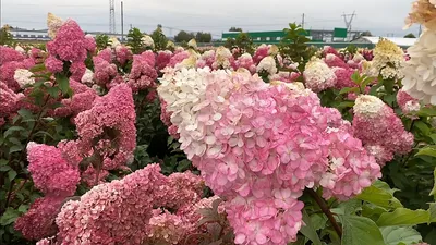 Гортензия метельчатая Ванилла Фрейз. (Hydrangea paniculata Vanille Fraise)  Р9 купить в интернет-магазине ЦВІТСАД с доставкой по Украине