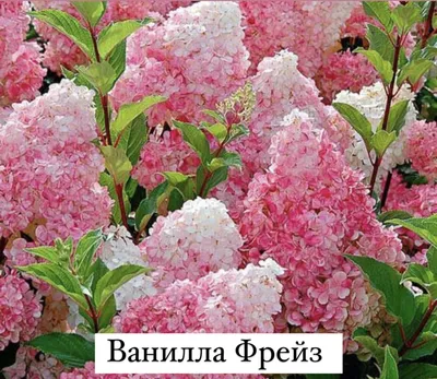 Гортензия метельчатая (Hydrangea paniculata `Vanille Fraise`) - Бордюры -  По областям применения - Каталог - LESKOVO-PITOMNIK.ru