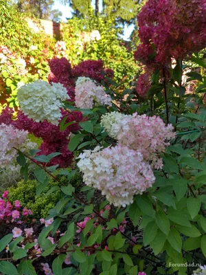 Гортензия метельчатая Ванилла Фрейз Hydrangea paniculate Vanille Fraise -  купить декоративные и хвойные растения с доставкой по Украине в магазине  Добродар