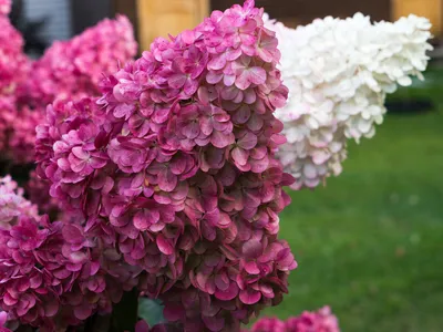 Гортензия (60 фото) - королева в вашем саду: виды и особенности ухода -  HappyModern | Hydrangea garden, Growing hydrangeas, Beautiful hydrangeas