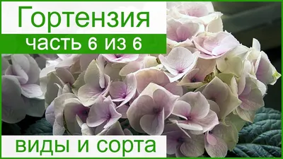 Гортензия: неприхотливый и эффектный кустарник - Новини Миколаєва сьогодні