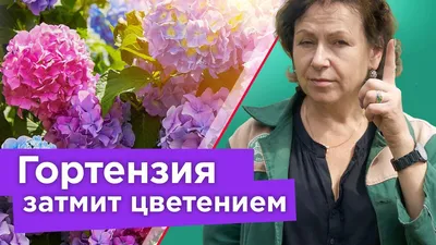 Гортензия (Hydrangea) описание, выращивание, посадка и уход. Программа PRO  Цветы | flokus.ru - ландшафтный дизайн