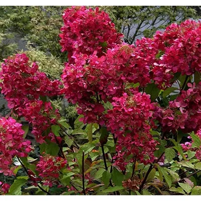 Гортензия метельчатая Вимс Ред | Hydrangea panniculata Wim's Red