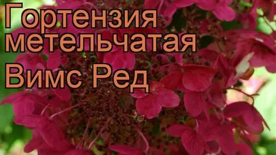 Гортензия метельчатая Вимс Ред - купить саженцы с доставкой по Москве и  области, цена от 779 руб. в интернет-магазине \"Агрономов.РУ\"