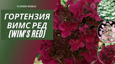 Купите Гортензия метельчатая Wims Red (Вимс Ред) 🌹 из питомника Долина роз  с доставкой!