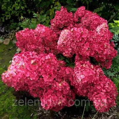 Гортензия метельчатая Вимс Ред (Hydrangea paniculata Wim's Red)