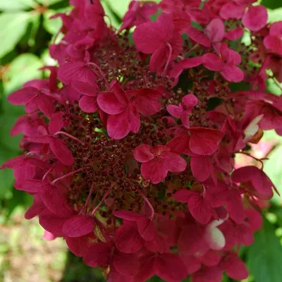 Гортензия метельчатая Вимс Ред | Hydrangea panniculata Wim's Red