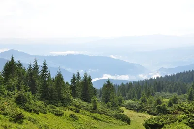 Карпаты Горы Лес - Бесплатное фото на Pixabay - Pixabay