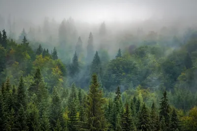 Природа горы лес - красивые фото