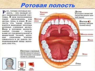 Взаимосвязь ЛОР патологии и миофункциональных нарушений в детском возрасте  - презентация онлайн