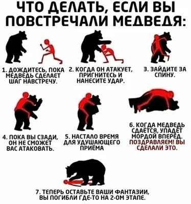 Предупреждение от медведя | Пикабу