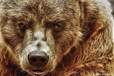 РЕДКИЙ КАДР | В Пярнуском уезде в объектив скрытой камеры попала медведица  с пятью медвежатами - Delfi RUS