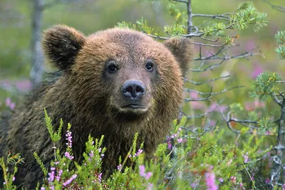 ФОТО | На Вормси засняли медведя, который лакомился яблоками - Delfi RUS