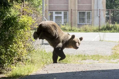 Сахалинские медведи | Пикабу