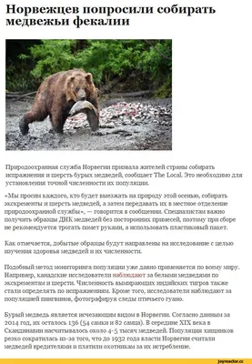 Как вести себя при встрече: медведей в Латвии становится все больше