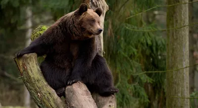 Как Вася медведя послал, и наоборот | Пикабу
