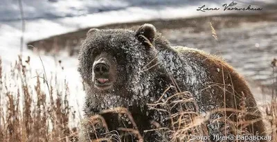 🐻 24 июня на территории Яранского района Кировской области, в районе  урочища Шатаиха произошло нападение медведя на женщину,.. | ВКонтакте