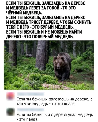 На окраине Петропавловска две женщины, спасаясь от медведя, залезли на  дерево - ЯПлакалъ