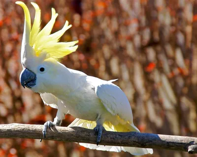 Говорящие попугаи породы - 68 фото