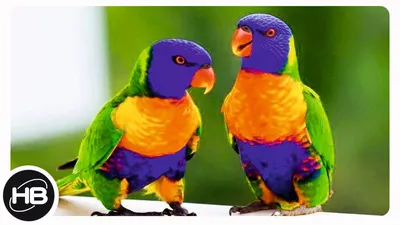 Как выбрать волнистого попугая, который заговорит? | Животные |  ШколаЖизни.ру