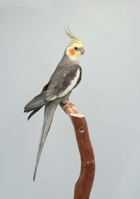 Попугай пиррура птенцы ручные , говорящие попугаи: 3 250 грн. - Птицы  Запорожье на Olx