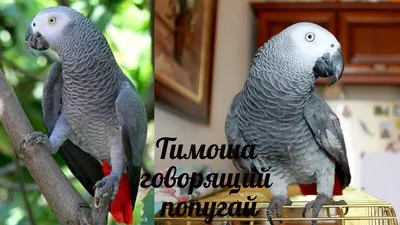 Умные ручные и говорящие попугаи Александрийские , Alexandru