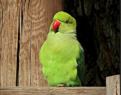 говорящий попугай. один попугай говорит что-то в ухе другого попугая  Стоковое Изображение - изображение насчитывающей слушайте, говорливость:  268841621
