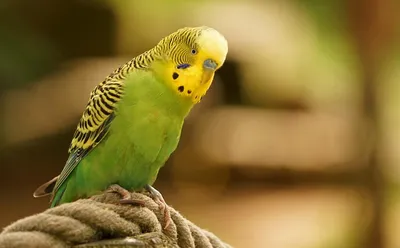 Смешные животные говорящие попугаи - 70 фото