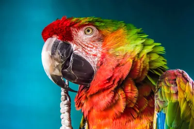 Говорящие попугаи - александрийский попугай малыши: 7 500 грн. - Пташки  Київ на Olx