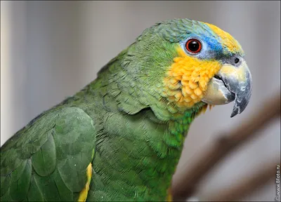 Говорящие попугаи - 65 фото