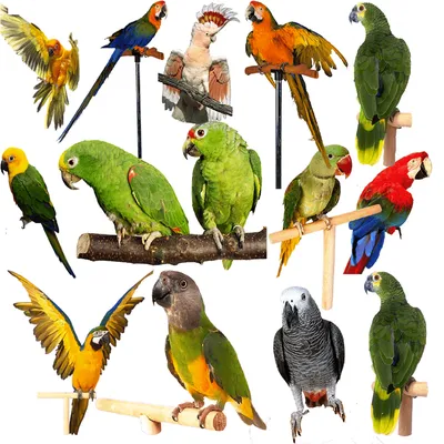 Говорящие попугаи с имитацией индукции и голосовым управлением | AliExpress