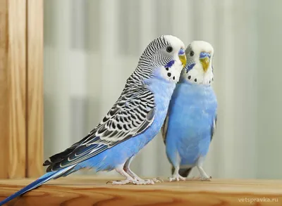 Пять пород лучших говорящих попугаев! | МанкиБлог | Дзен