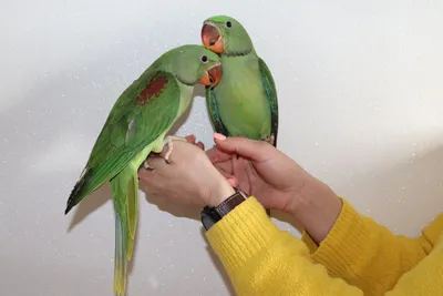 Волнистый попугайчик - купить в Пскове
